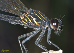 Euphaea decorata