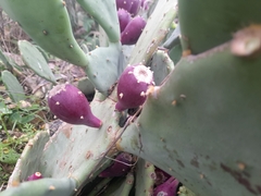 Opuntia anahuacensis