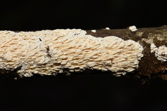 Cerocorticium
