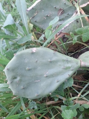 Opuntia anahuacensis