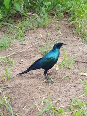 Lamprotornis australis