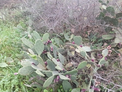 Opuntia anahuacensis