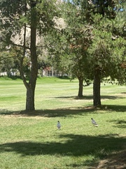 Daptrius megalopterus