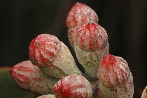 Eucalyptus cretata, photograph 2