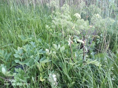 Angelica archangelica litoralis