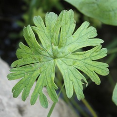 Geranium pusillum