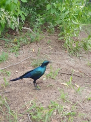 Lamprotornis australis