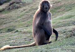 Theropithecus gelada