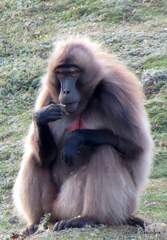 Theropithecus gelada