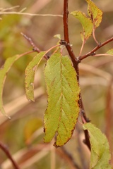 Prunus rivularis