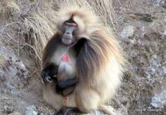 Theropithecus gelada