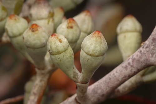Eucalyptus cretata, photograph 1