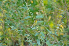 Setophaga discolor