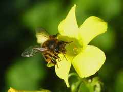 Apis mellifera