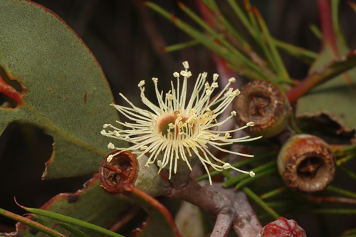 Darke Peak Mallee (Eucalyptus cretata)