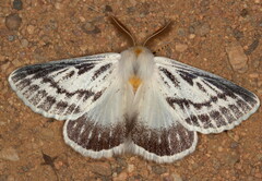 Trichophiala devylderi