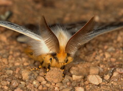 Trichophiala devylderi