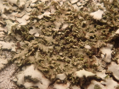 Phaeophyscia nigricans