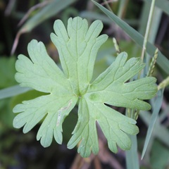 Geranium pusillum