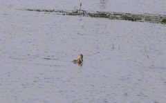 Dendrocygna javanica