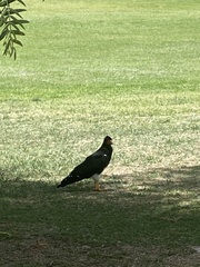 Daptrius megalopterus