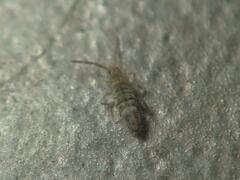 Entomobrya nivalis