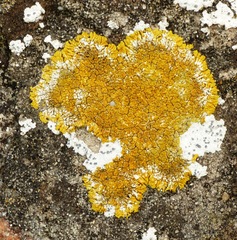 Variospora flavescens