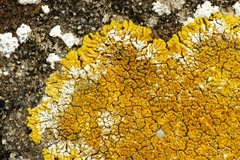 Variospora flavescens