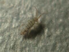 Entomobrya nivalis