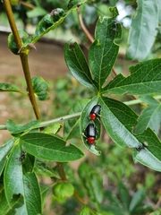 Cacoscelis nigripennis