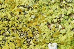 Flavoplaca