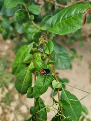 Cacoscelis nigripennis
