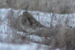 Linaria flavirostris