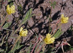 Oenothera mollissima