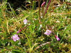 Epilobium nutans