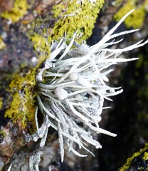 Ramalina cuspidata