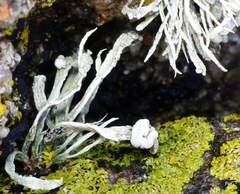 Ramalina siliquosa