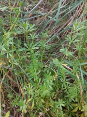 Galium aparine