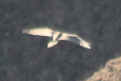 Gypaetus barbatus barbatus