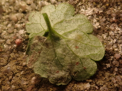 Phytomyza glechomae