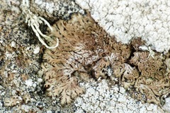 Anaptychia runcinata