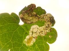 Phytomyza glechomae