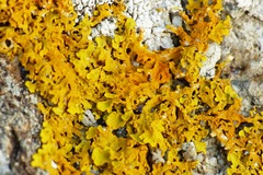 Xanthoria aureola
