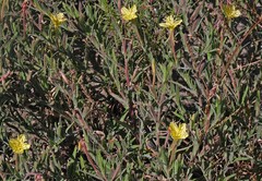 Oenothera mollissima