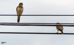 Falco sparverius dominicensis