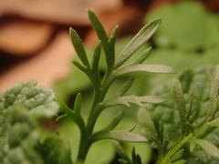 Lepidium ruderale