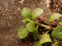 Polycarpon tetraphyllum