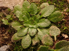Arabidopsis thaliana