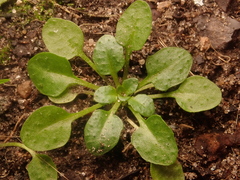 Arabidopsis thaliana