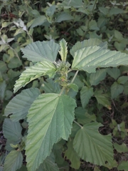 Pseudabutilon cinereum